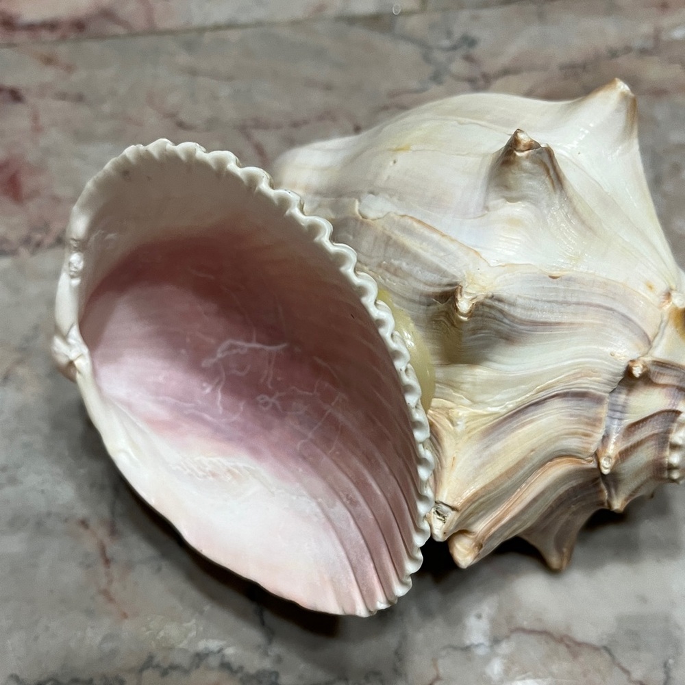 Conch Shell with Candle - Picture 5 of 7